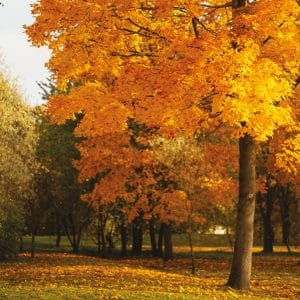 Herfsttintentocht